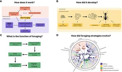 The ethology of foraging in ants: revisiting Tinbergen’s four questions